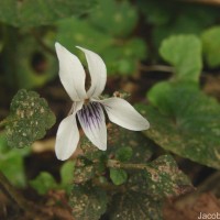 Viola pilosa Blume
